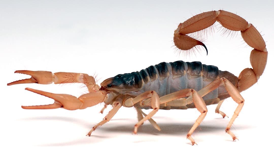 Transform Your Style with Scorpion Merch: Fierce Animal Fashion
