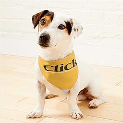 Vitage Charli Xcx Pet Bandanas Premium Merch Store