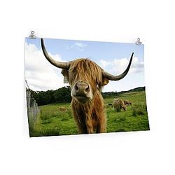 Cow Print Posters - Highland Cattle Matte Posters Official Merch CL1211