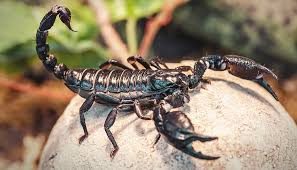 Behind the Scenes of Scorpion Merch Official Store's Movie Magic