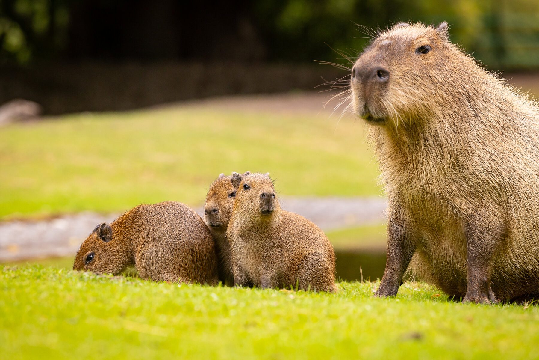 Capybara Merch Store: Quirky Finds for Animal Lovers Everywhere