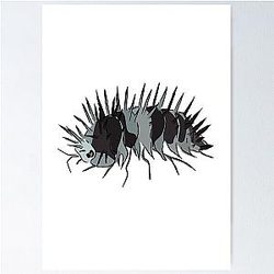 백색 Skull Isopod 담당자 :