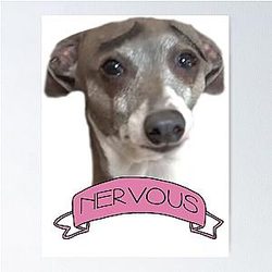 Kermit is Nervous Jenna Marbles Poster