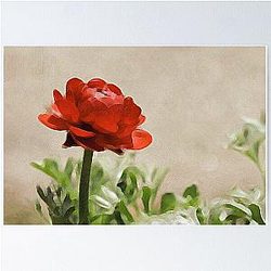 Glorious Red Ranunculus Poster RB0301