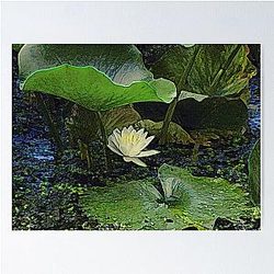 Water Lily Sheltered by its Own Leaves Poster RB0301