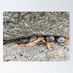Pebbles and Seeds in a Crevasse Between Two Rocks Poster RB0301