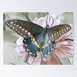 Black Swallowtail Butterfly Drawn Lightly Poster RB0301