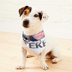 Charlie Slimecicle Gatekeep Pet Bandanas Premium Merch Store
