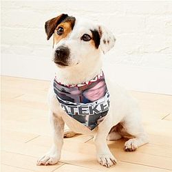 Gaslight Gatekeep Girlboss Chuckle Sandwich Pet Bandanas Premium Merch Store
