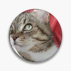Kittie Kittie Kittie!  Pin