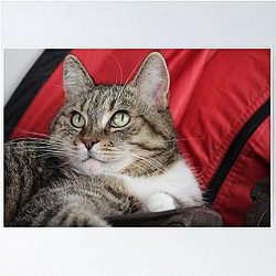 Kittie Kittie Kittie!  Poster