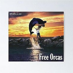Free Orcas by Lana Parrilla Poster
