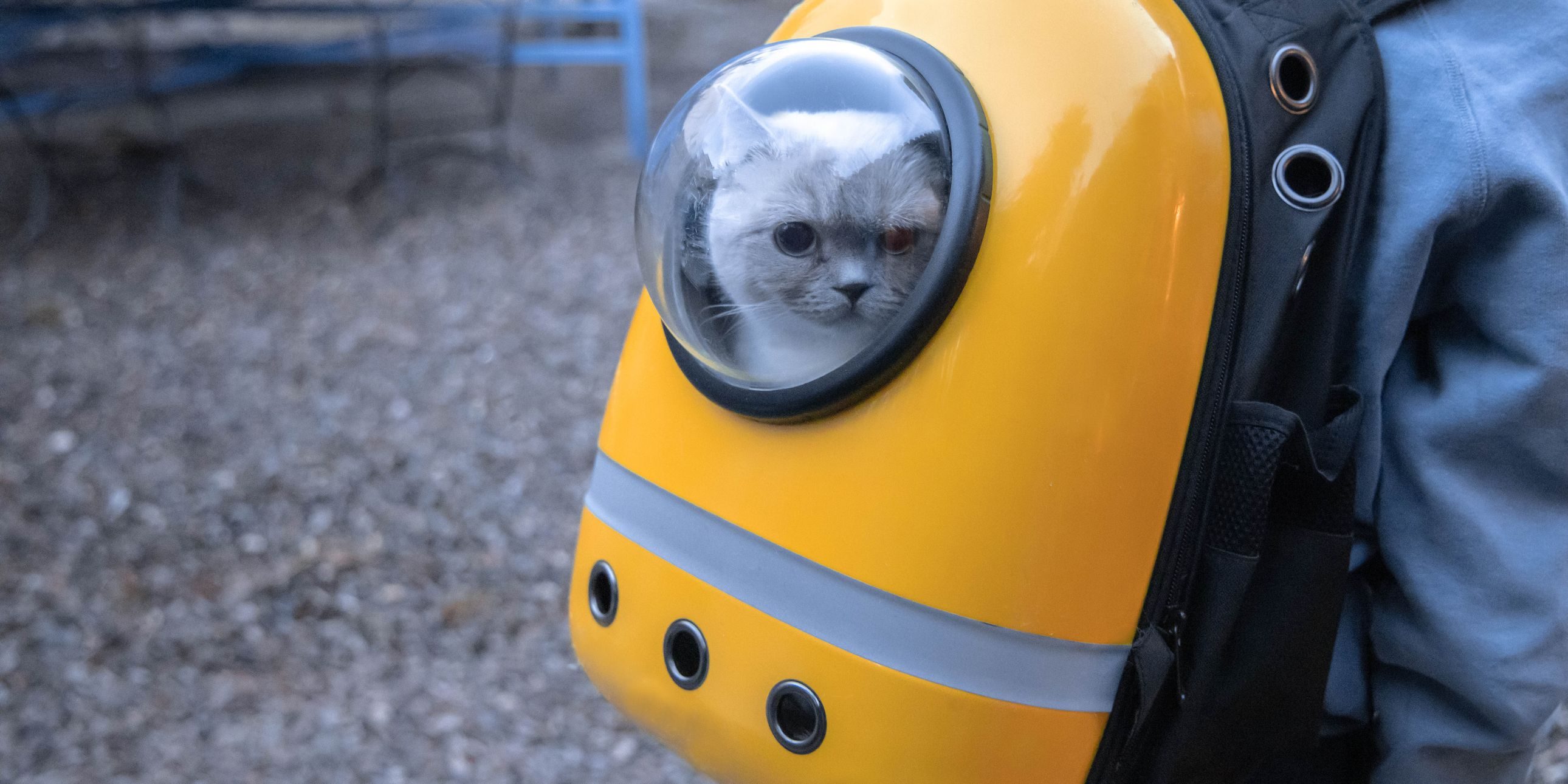 Cat Backpack Shop Picks: 7 Merch Items for Feline Fans