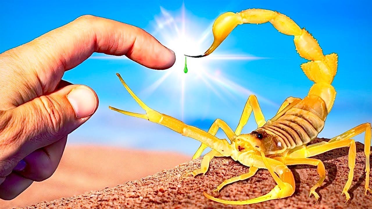 Scorpion Store Insights: 6 Facts About Desert Predators
