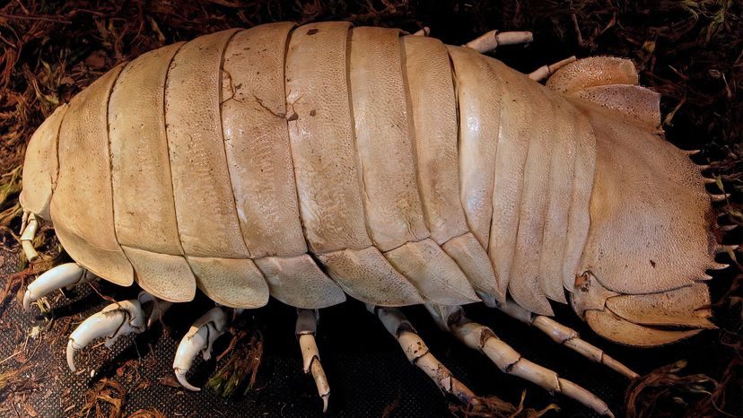 Unleash Your Love for Isopods with Official Merch!