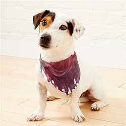 Lorna Shore Symbol Pet Bandanas Premium Merch Store