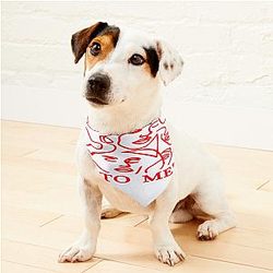 Niall Horan Nice To Meet Ya Pet Bandanas Premium Merch Store