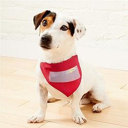 Baby Neil Niall Horan Teletubbies Pet Bandanas Premium Merch Store