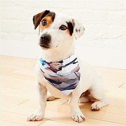 Slow Hands Pet Bandanas Premium Merch Store
