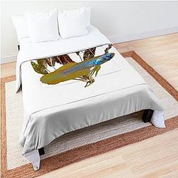 Lampeye and Poropanchax normani Comforter