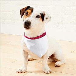 Pewdiepie Floor Gang Pet Bandanas Premium Merch Store