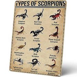 Homely Accents Types of Scorpions Metal Tin Sign, Vintage Scorpion Poster for Educational Decor Gift, Farm Classroom Wall Decor 8x12 inches