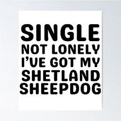 Single Not Lonely I've Got My Shetland Sheepdog Poster