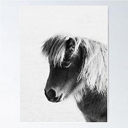 Shetland Pony Poster