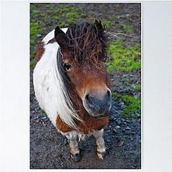 Shetland Pony Poster