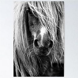 Portrait of a Shetland Pony