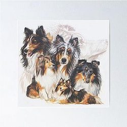 Shetland Sheepdog Group Poster