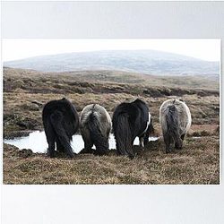 Shetland Ponies Poster