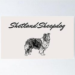 Shetland Sheepdog