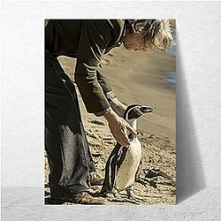 The Penguin Lessons explores themes of self-discovery The Penguin Lessons Posters