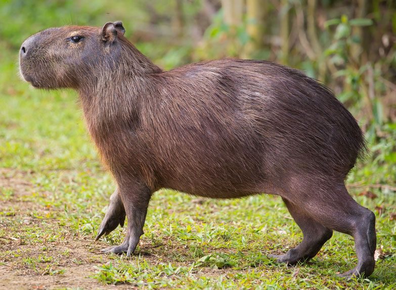 Cuddle Up with Capybara Merch: Official Treasures for Fans
