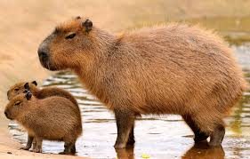 Unleash Your Love for Animals with Capybara Merch Shop Treasures!