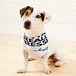 Whistlindiesel Pet Bandanas Premium Merch Store