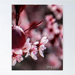 Cerezos en Flor by Yannis Loibania Poster