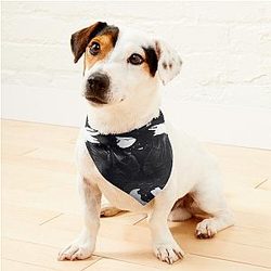 Yeat Lyfe Pet Bandanas Premium Merch Store