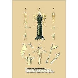 Green lobster like creature with yellow claws by unknown (18 x 24 inches)