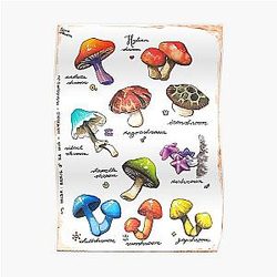 BOTW mushrooms Poster RB1608