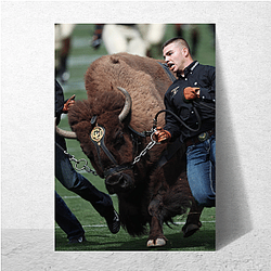 Colorado Buffaloes Merch Colorado Buffaloes Posters
