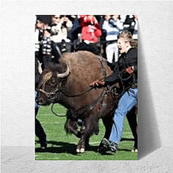 Colorado Buffaloes Fan Art Colorado Buffaloes Posters