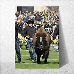 Colorado Buffaloes Limited Collection Colorado Buffaloes Posters