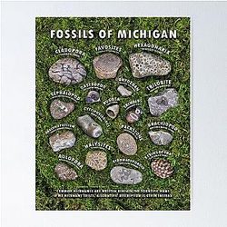 Common Fossils of Michigan Identification Guide