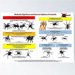 Medically Significant and Common Spiders of Australia
