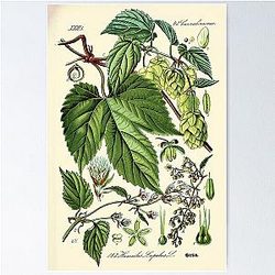 Humulus lupulus - Vintage botanical illustration Poster