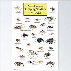 Common Jumping Spiders of Texas