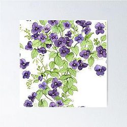 Common Violet