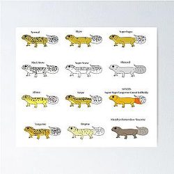 Common Leopard Gecko Morphs Posters
